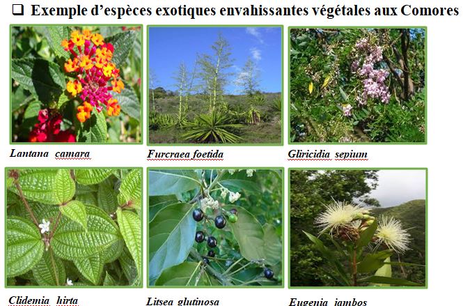 image Environnement / Une Feuille de route contre les Espèces exotiques envahissantes